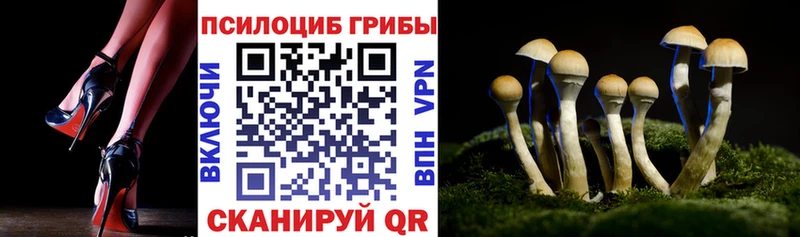 блэк спрут ссылки  Приволжск  Псилоцибиновые грибы Magic Shrooms  хочу  